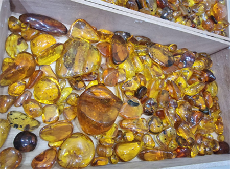 Dominican Amber Fossils